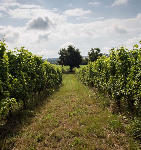 PRODIFFU - TERRE DE VIGNERONS