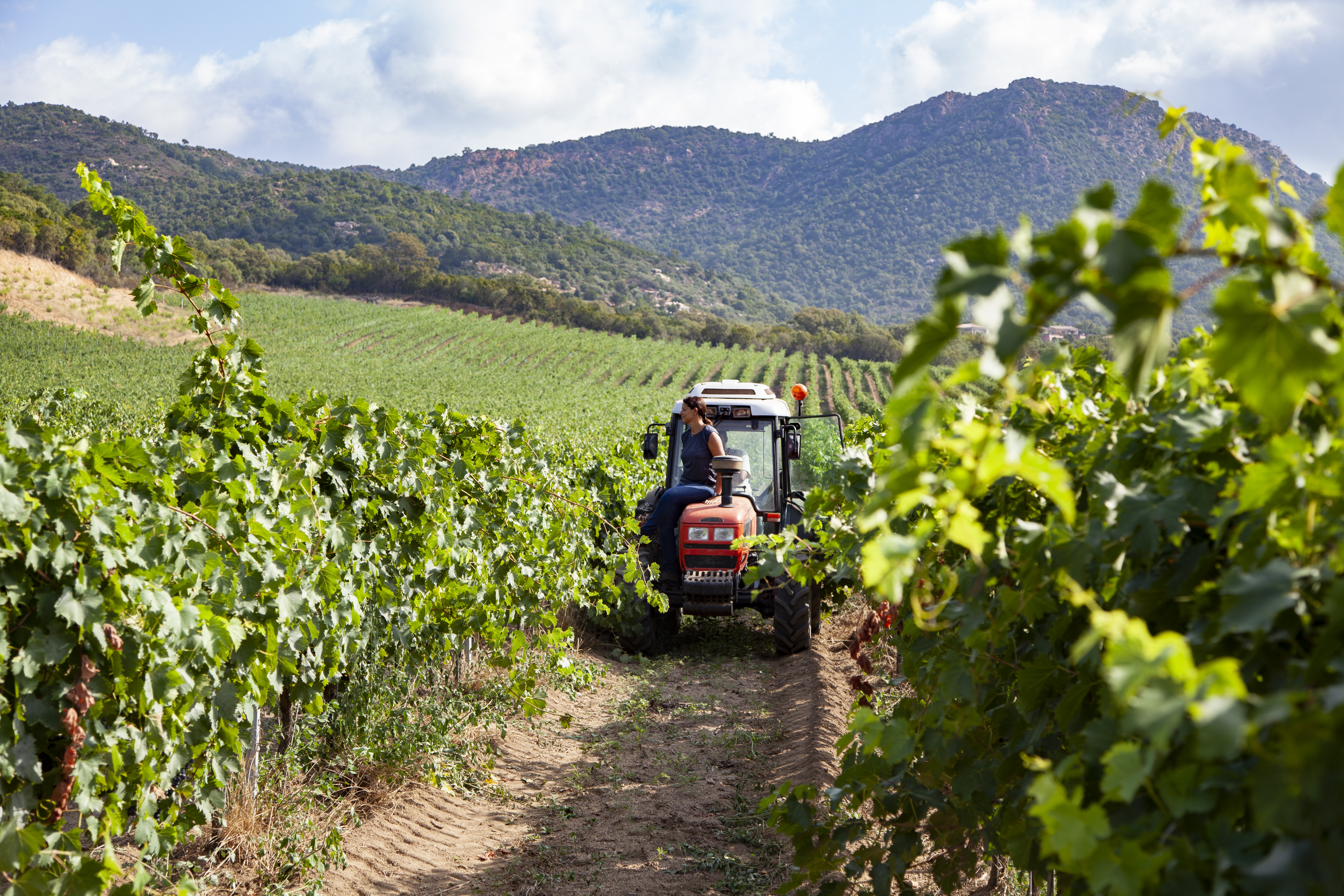 DOMAINE GRANAJOLO