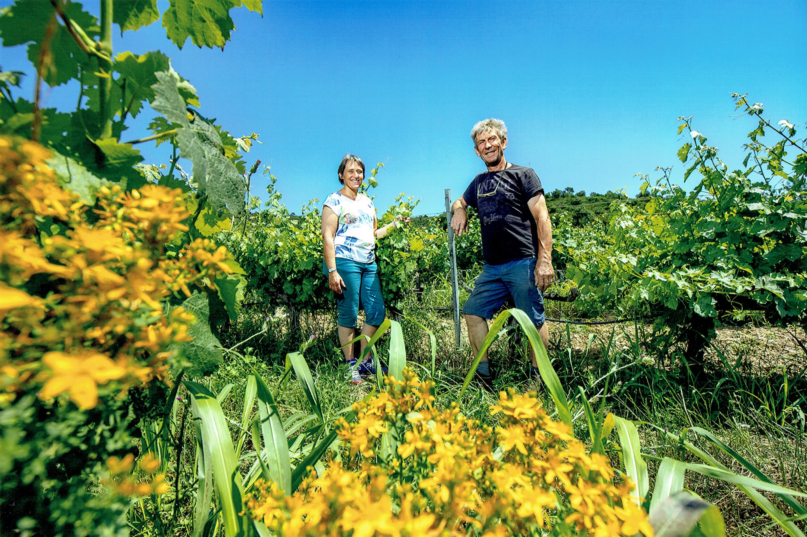 DOMAINE LES FOUQUES