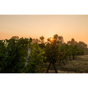 LES VIGNERONS DE BUZET & RIGAL