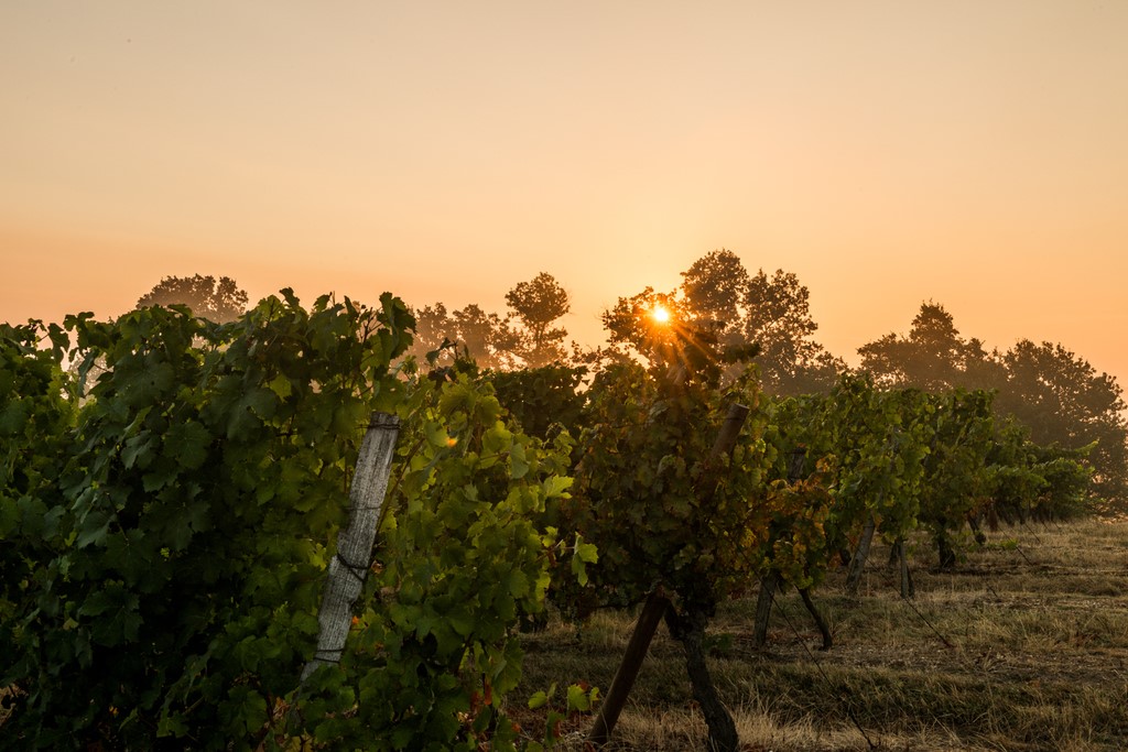 LES VIGNERONS DE BUZET & RIGAL