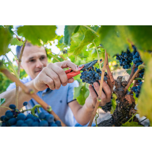 VIGNERON DAMIEN MARRES