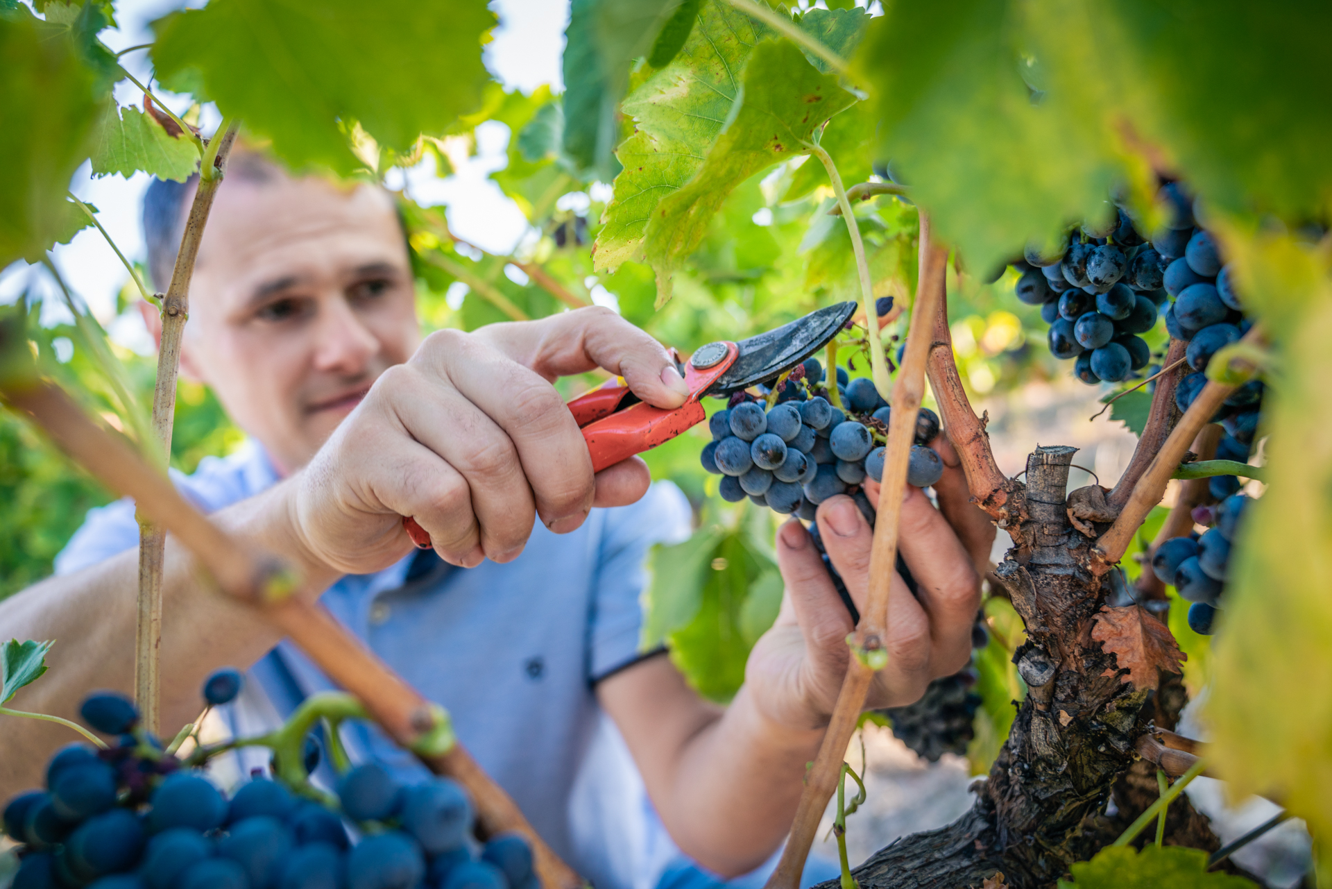 VIGNERON DAMIEN MARRES