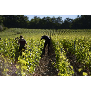 BORIS CHAMPY VINO SARL (ex Domaine Monchovet)