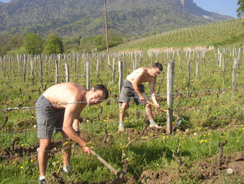 DOMAINE GIACHINO