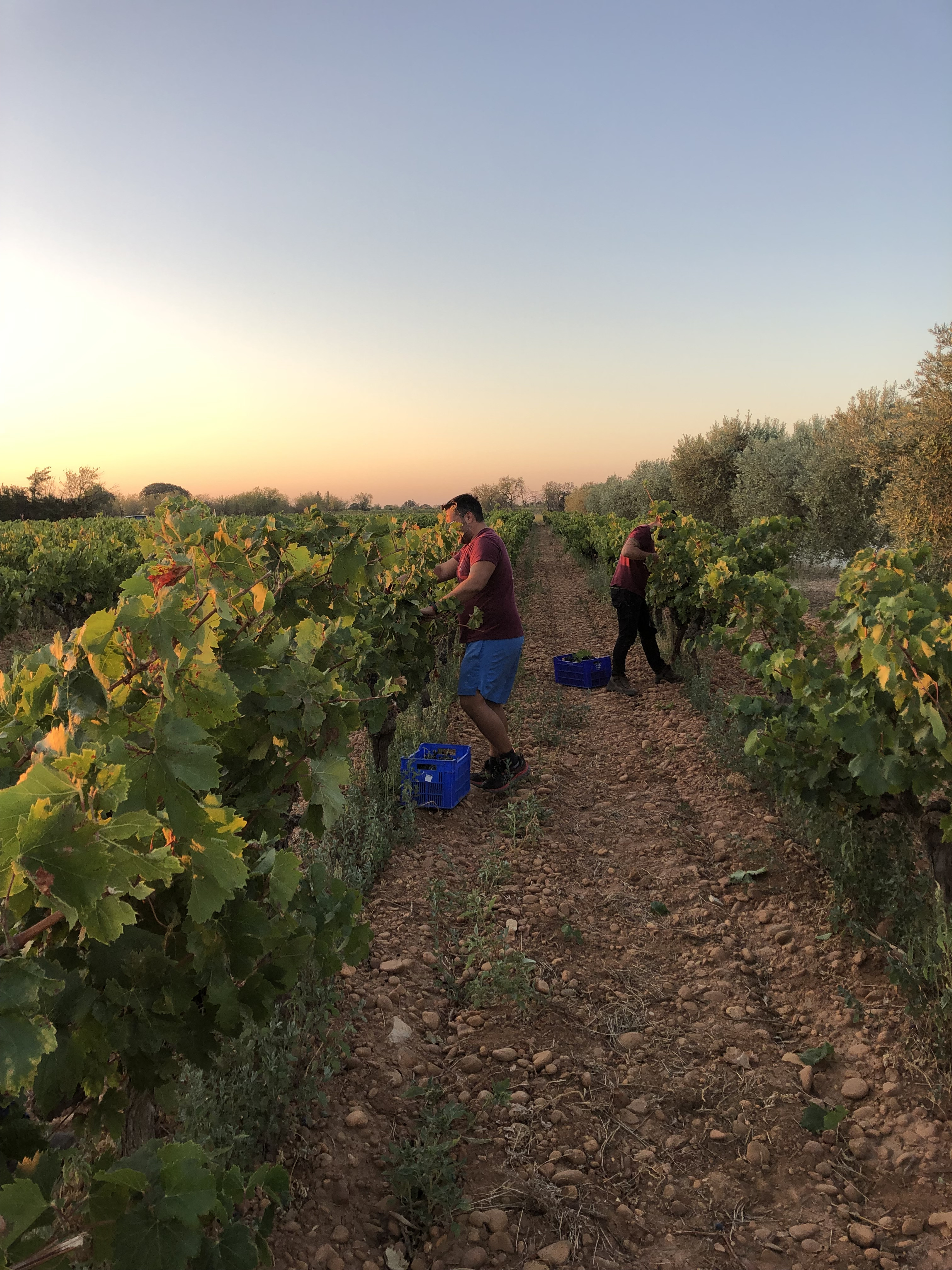 DOMAINE BELLE D'ARGENCE